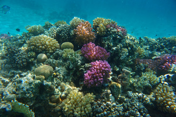 Naklejka na ściany i meble coral reef in Red Sea