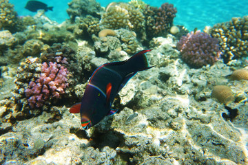 coral reef in Red Sea