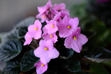pink flowers