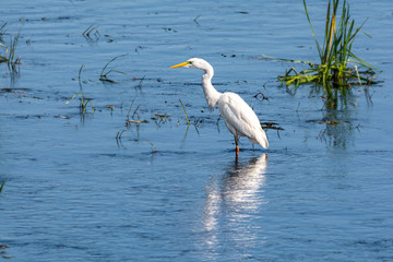 White heron on the Great river. Pskov region. Russia