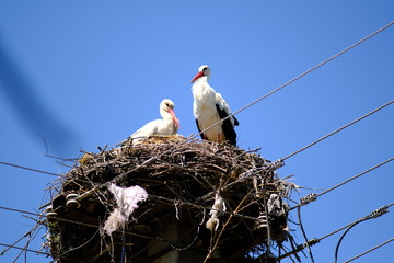 stork in the nest