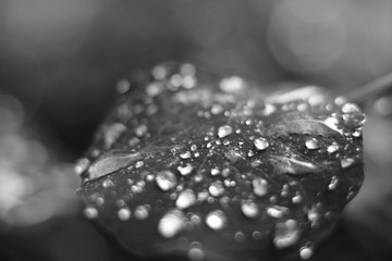 water drops on a leaf