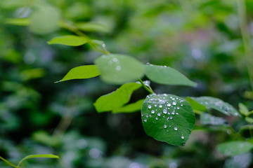 water drops on a leaf