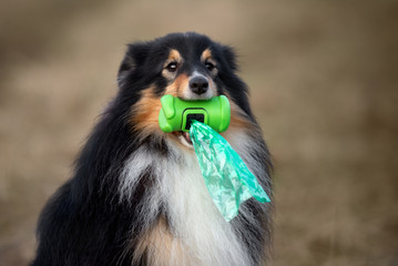 shetland sheepdog dog holding waste bags in mouth