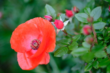 red poppy flower in the garden