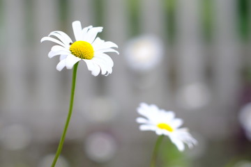 daisies in the garden