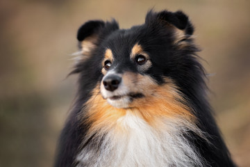tricolor shetland sheepdog dog portrait outdoors