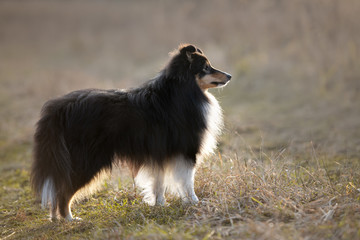 tricolor shetland sheepdog dog standing on a field in autumn