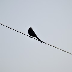 Black Drongo bird, black bird sitting on black cable