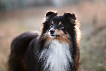 shetland sheepdog portrait close up outdoors