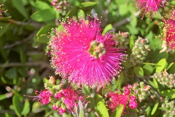 Fototapeta premium la flores a la espera de la primavera