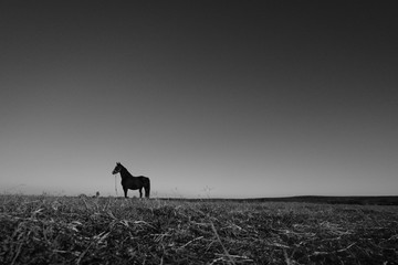 silhouette of horse in sunset