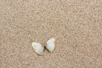 Shells found on the beach 