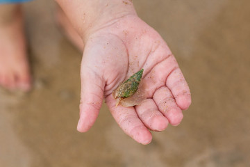 Toddler holding a sea snail in his hand