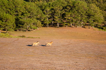 the horses playing on the large meadow in plateau, beauty scenery with blue sky and peaceful at sunrise