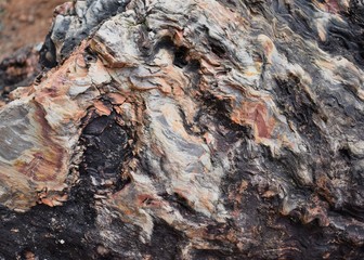 Fossil Wood, trunk of a tree turned into stone like fossil showing various sedimentary layers