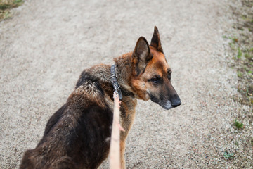 German shepherd dog standing on an hiking and walking park path and lookng towards camera. Dog on old leash.