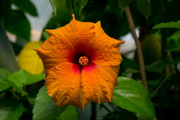 Hibiskus orange © claudettethebat