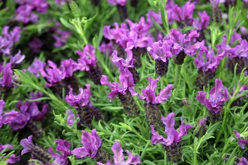 la flores a la espera de la primavera