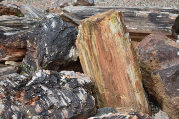 Petrified Wood, trunks of a tree turned into stone like fossil showing various sedimentary layers