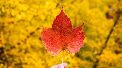 Hand holding a big red maple leaf with yellow autumn background