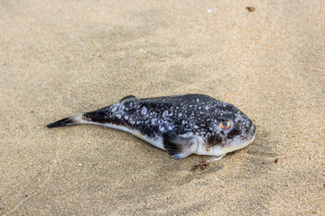 Dead Diodontidae Fish found on beach