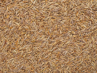 Cumin seeds texture, full frame background. Second most popular spice in the world after black pepper.