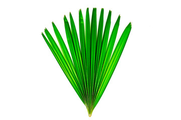 Green palm leaf isolate on white background.