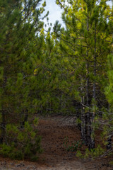 Path in pine forest