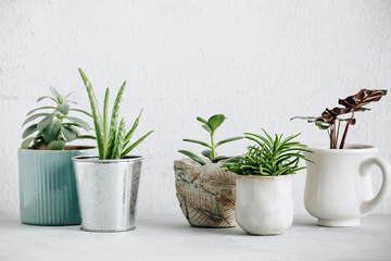 Collection of various cactus and succulent plants in different pots