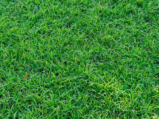 Green grass pattern and texture for background. Close-up image.