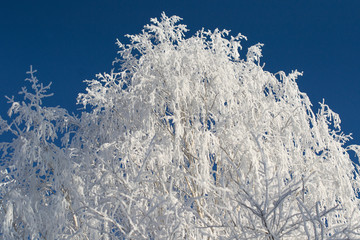 A tree covered with hoarfrost against the blue sky.