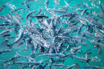 Shoal of fish in seawater, many sea fishes top view, fry in the sea, sea fishes on the water surface, on the surface of the sea water aquamarine azure reflection turquoise blue abstract background