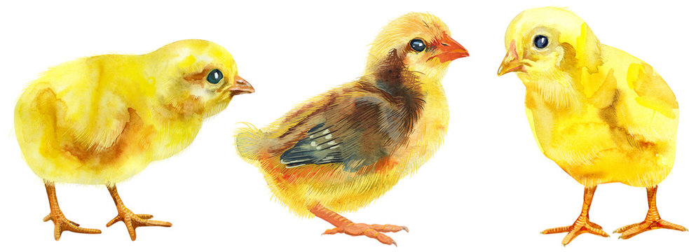 Watercolor illustration of three yellow furry chickens