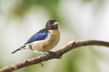 Golden-collared Honeycreeper - Iridophanes pulcherrimus, beautiful rare perching bird from western Andean slopes, Amagusa, Ecuador.