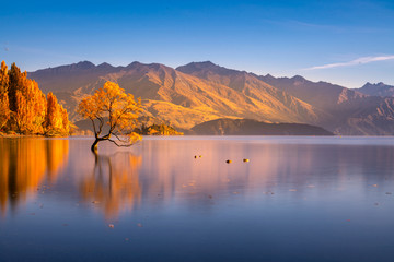 Beautiful tree inside the Lake Wanaka, New Zealand. - obrazy, fototapety, plakaty