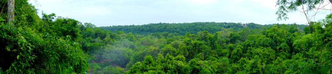 Fototapeta na wymiar Forest view in Puerto Iguacu in Argentina