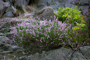 Heidekraut Stein Fels