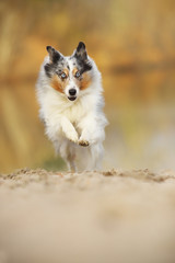 Sheltie rennt frontal 
