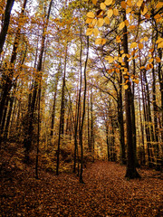 Polish forest in autumn.