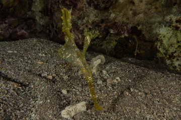 Coral reefs and water plants in the Red Sea, Eilat Israel