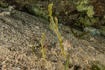 Coral reefs and water plants in the Red Sea, Eilat Israel