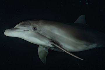 Dolphin swimming in the Red Sea, Eilat Israel