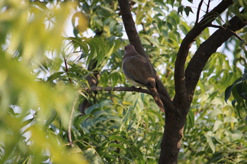 bird on a tree