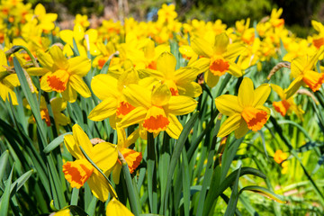 Pretty daffodil flowers in spring, Flower Valley (Blomdalen Kukkalaakso), Gullo, Raseborg, Finland
