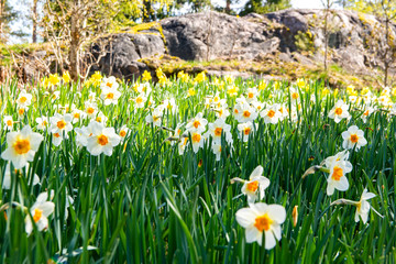 Pretty daffodil flowers in spring, Flower Valley (Blomdalen Kukkalaakso), Gullo, Raseborg, Finland