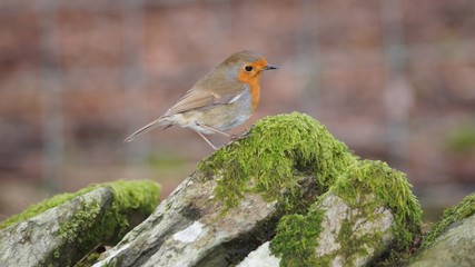 Robin on Mossy rocky