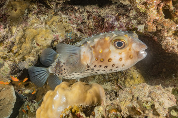 Fish swim in the Red Sea, colorful fish, Eilat Israel