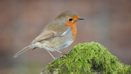 Robin on Mossy rocky