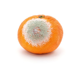 One rotten mandarin.